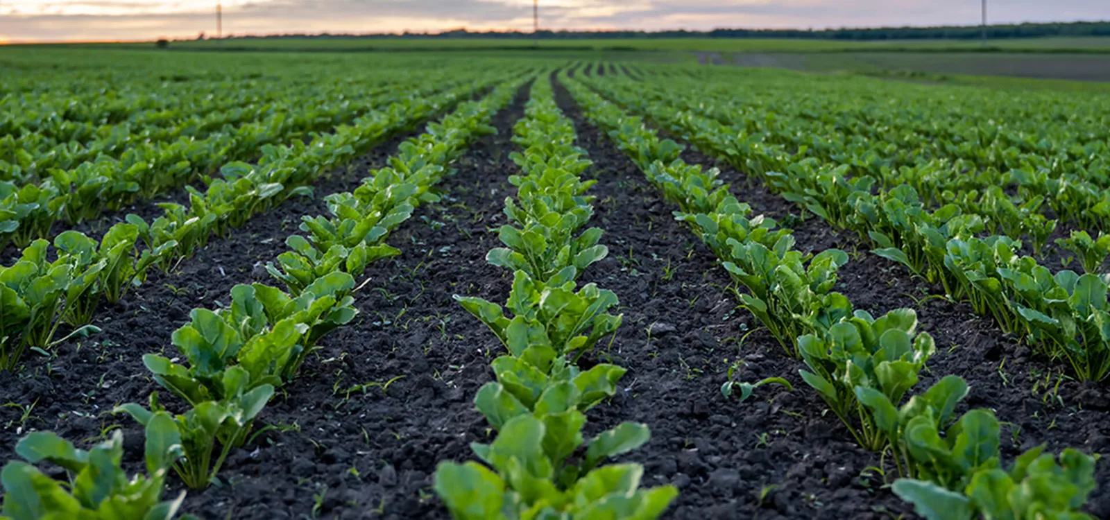 Champ de betteraves sucrières en pleine végétation