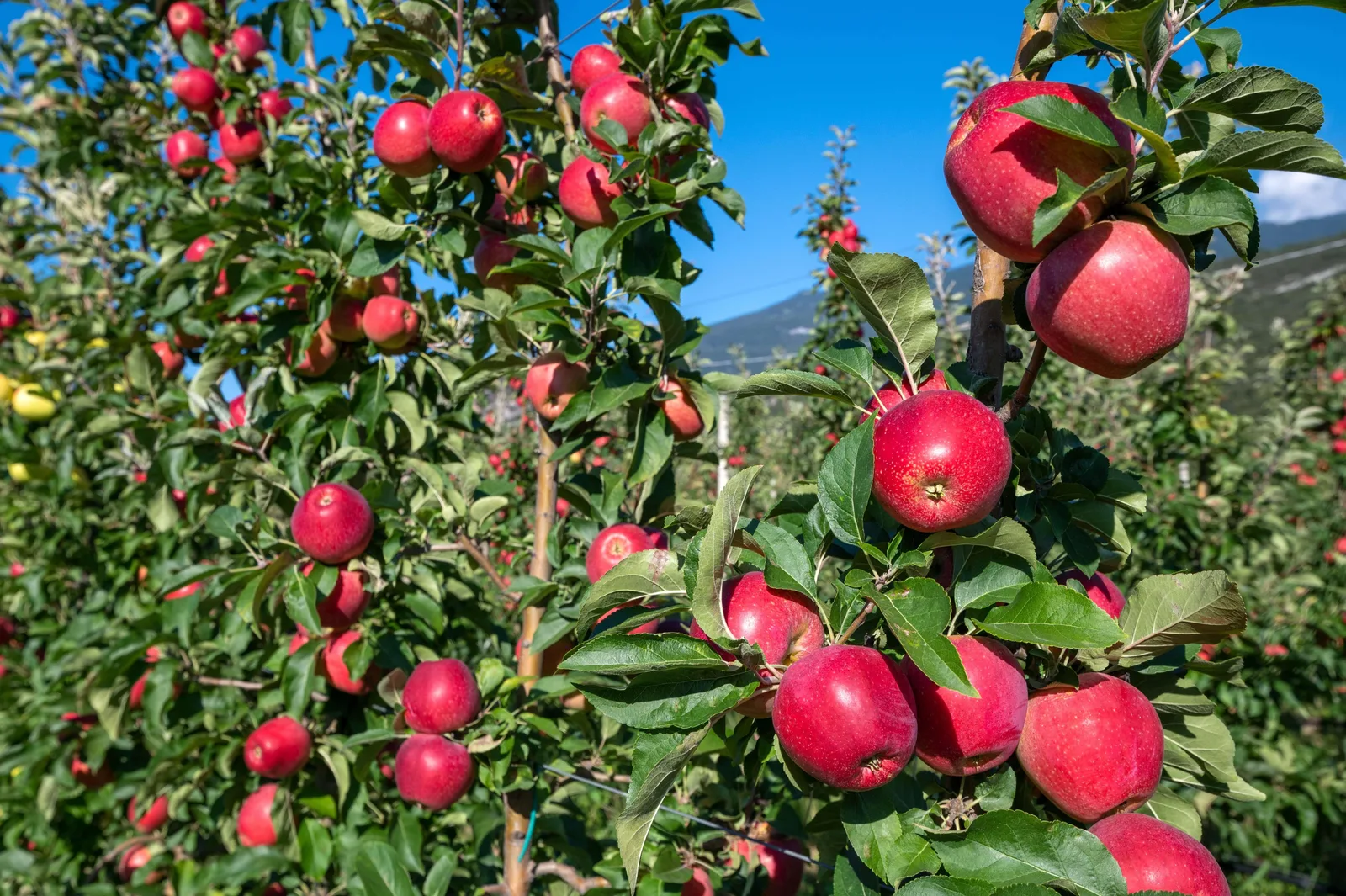 Pommier chargé de pommes mûres