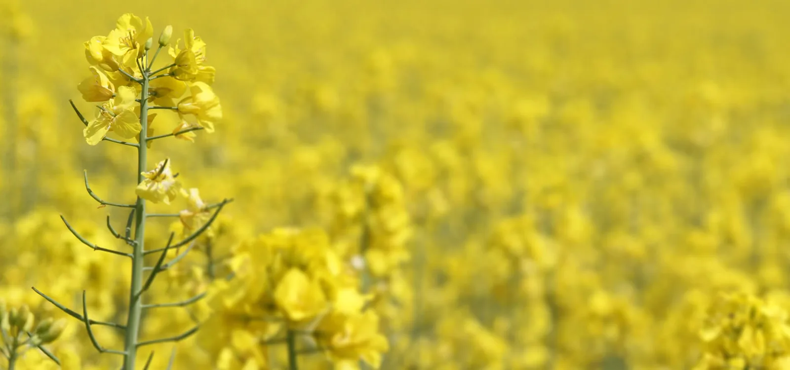 Champ de colza en pleine floraison